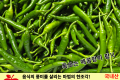 청양고추/국내산 1팩 (150g)