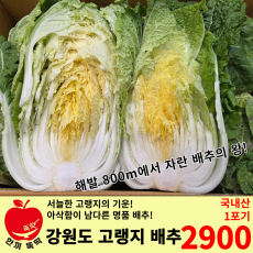 강원도 고랭지 배추/국내산 1포기