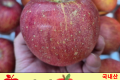 사과 특/국내산 5개