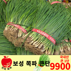 보성 쪽파 큰단