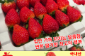 설향 딸기/국내산 1스티 (1kg)