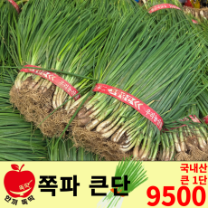 쪽파/국내산 큰1단