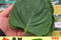 추부 봉지깻잎 / 국내산 1봉