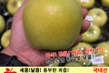 시나노골드(황금사과) 특대 / 국내산 5개