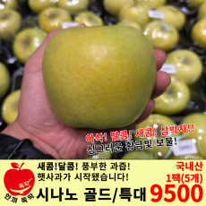 시나노골드(황금사과) 특대 / 국내산 5개