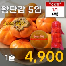 왕단감 5입
