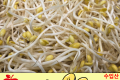 콩나물 / 수입산  1봉 (330g 내외)