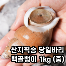 당일바리 백골뱅이 1kg (중 20~30미)