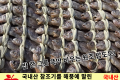 영광 굴비 / 국내산