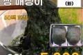 국내산 생 매생이 2입