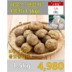 하우스 햇감자 1.5kg(특)