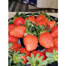 고당도 설향딸기 500g 1000원 할인권