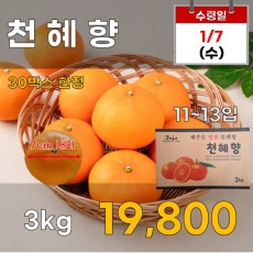 천혜향 3kg