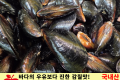홍합 / 국내산 1팩 (900g)