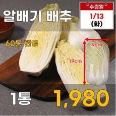 알배기 배추 1통