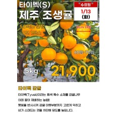 제주 조생귤 타이벡(S) 5kg