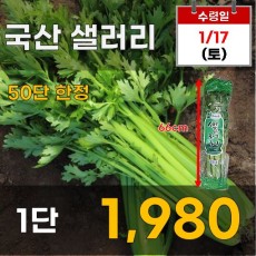 국산 샐러리 1단