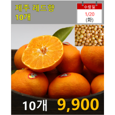 제주 레드향 10개