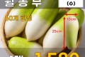 제주 월동무 1개