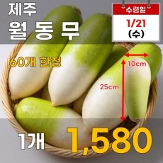 제주 월동무 1개
