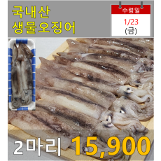 국내산 생물오징어 2마리