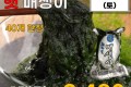국내산 햇 매생이