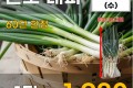 진도 대파 1단
