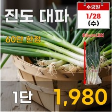 진도 대파 1단