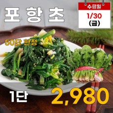 포항초 1단