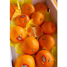 복동이네 천혜향 선물세트