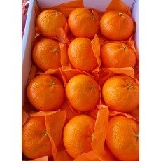 영걸원 레드향 선물세트