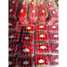 🍓설향딸기 500g/★2팩★🍓