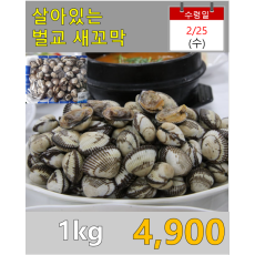 살아있는 벌교 새꼬막 1kg