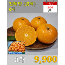 천혜향 (왕특) 8개