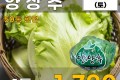 국산 양상추 1통