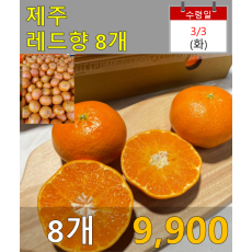 제주 레드향 8개