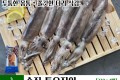 손질통오징어 [25입/박스]