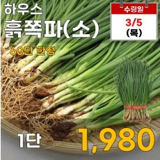 하우스 흙쪽파(소) 1단