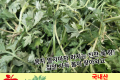 쑥 / 국내산 1팩(180g)