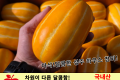 하우스 꿀 참외 / 국내산 1팩(3개)