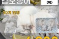 국내산 갑오징어 2마리