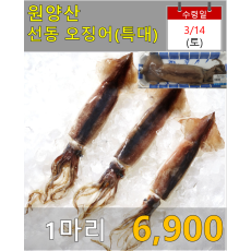 원양산 선동 오징어(특대) 1마리