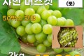 샤인머스켓(4수) 2kg