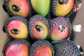 🥭[수입]애플망고(특) 1박