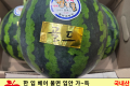 하우스 수박 / 국내산 1통 5kg