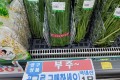 🍃[국산]부추 1단/1팩