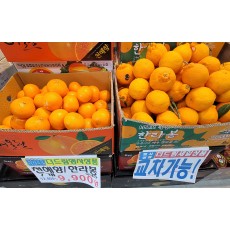 🍊[국산]천혜향/한라봉 7개/1봉(교차가능)