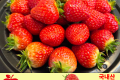 새벽 홍딸기 / 국내산 1다라 (500g) 2개 주문 시 9900원 자동할인!