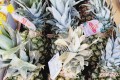 🍍[수입]파인애플 1통