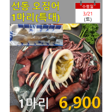 선동 오징어 (특대) 1마리